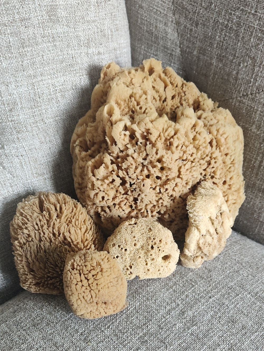 Natural Set Of 5 Beige Sea Sponges For Bath